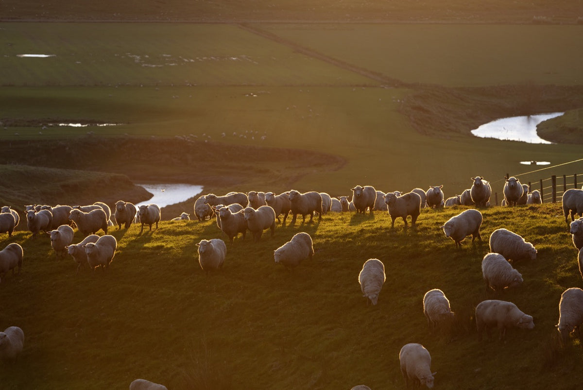 Sheep grazing on a hill farm at sunset